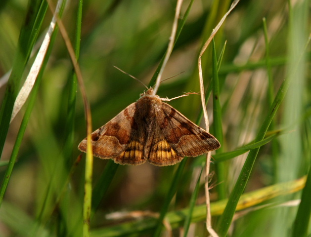 Euclidia glyphica